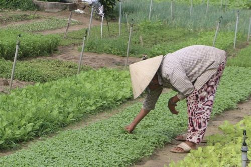 Nông dân Quảng Trị chung tay xây dựng nông thôn mới nâng cao, kiểu mẫu