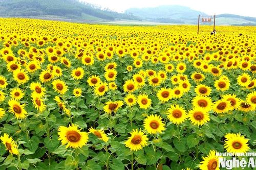 Đồi hoa hướng dương Nghệ An bừng nở, sẵn sàng đón du khách