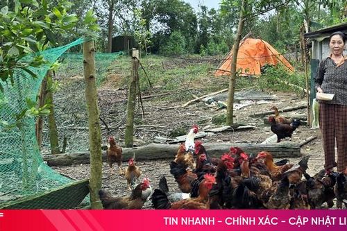 Hỗ trợ mô hình sinh kế giúp hộ nghèo Kỳ Lạc vươn lên