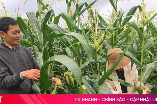 Hỗ trợ hơn 16 tỷ đồng mua giống ngô cho người dân vùng thiên tai