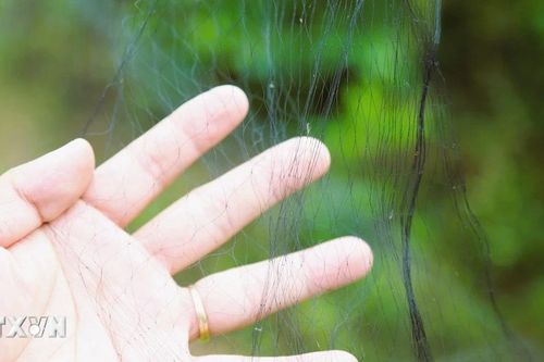 Tây Ninh: Xử lý nhóm người tổ chức giăng lưới bẫy chim én trong đêm