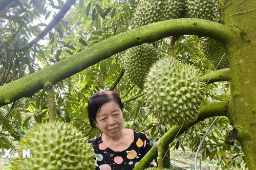 Đồng Nai xây dựng vùng cây ăn quả, cây công nghiệp chủ lực quy mô lớn