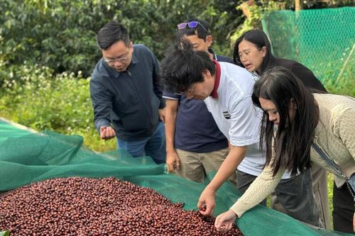 Doanh nghiệp quốc tế đánh giá Việt Nam là quốc gia số 1 về cà phê Robusta