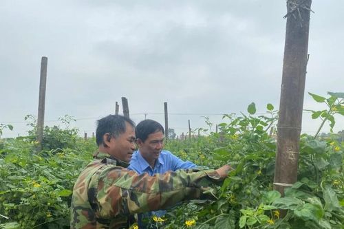 Vụ đông năm 2025-2026: Nhiều khởi sắc và thử thách (Bài 1): Cây trồng vụ đông ngắn ngày cho giá trị cao
