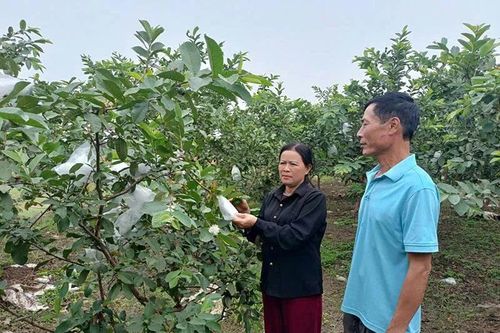Nâng cao tiêu chí thu nhập cho người dân