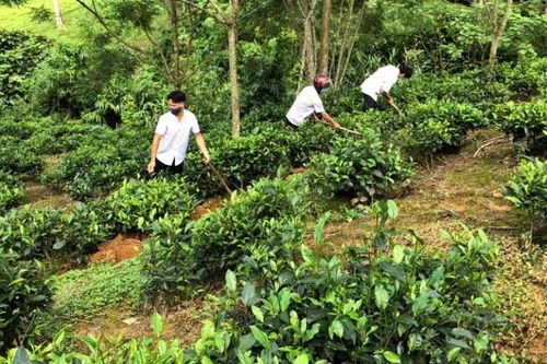 Thống nhất chính sách, nâng tầm 605 sản phẩm OCOP tỉnh Lào Cai sau sáp nhập