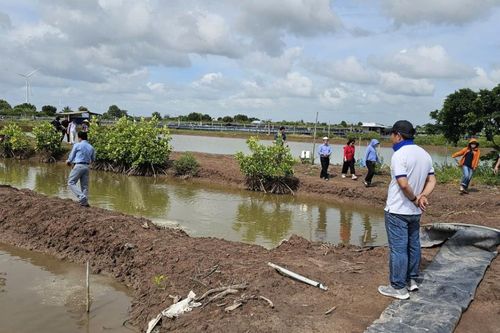 Các giải pháp dựa vào thiên nhiên tăng cường sức chống chịu vùng ven biển đồng bằng sông Cửu Long