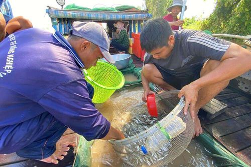 Chộn rộn mùa cá gió đông
