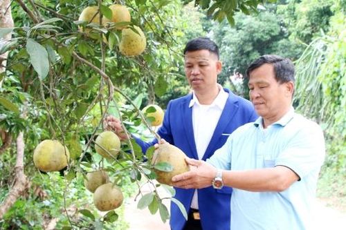 Thu nhập cao từ trang trại tổng hợp