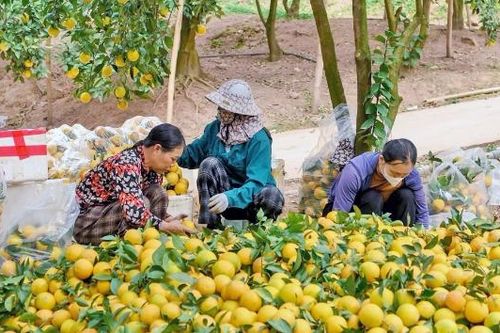 Thích ứng với thị trường, nâng hiệu quả nông nghiệp