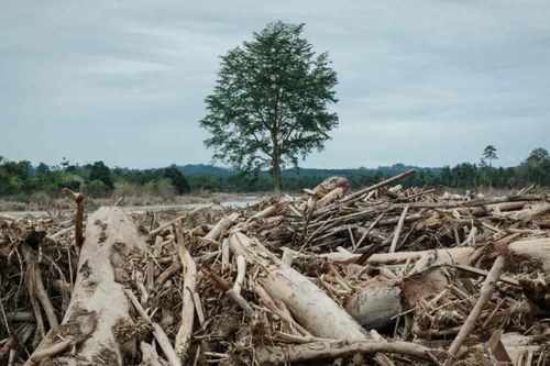 Sau thảm họa lũ quét, Indonesia siết chặt nạn khai thác rừng