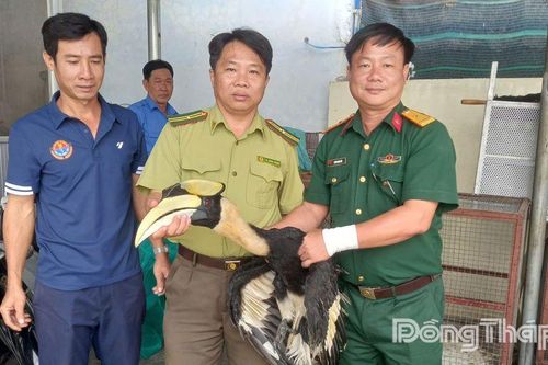 Trại rắn Đồng Tâm tiếp nhận chim hồng hoàng quý hiếm
