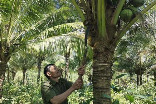 An Lão phát huy hiệu quả mô hình trồng dừa xiêm hữu cơ