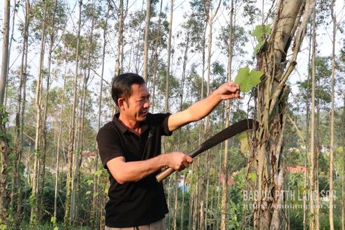 Tân Thành: Rừng xanh mở lối làm giàu