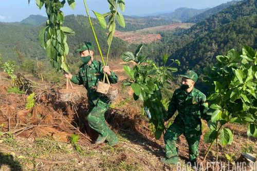 Ba Sơn: Trồng 500 cây bơ tại khu vực mốc 1186