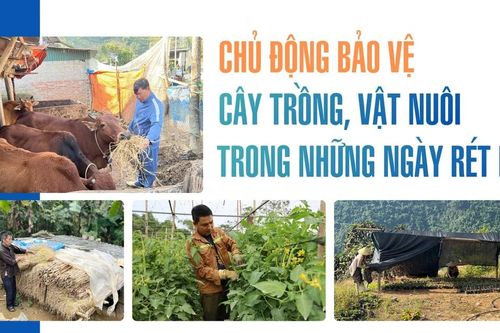 Chủ động bảo vệ cây trồng, vật nuôi trong những ngày rét hại
