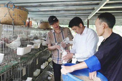 Lào Cai đạt nhiều kết quả tích cực trong công tác giảm nghèo giai đoạn 2021 - 2025