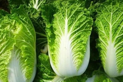 Lẩu Thái ăn với rau gì? Gợi ý 15 loại rau ngon và dễ tìm
