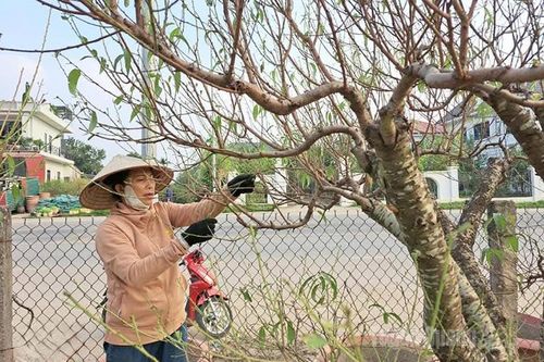 Người dân Nông Tiến chăm sóc đào phục vụ Tết