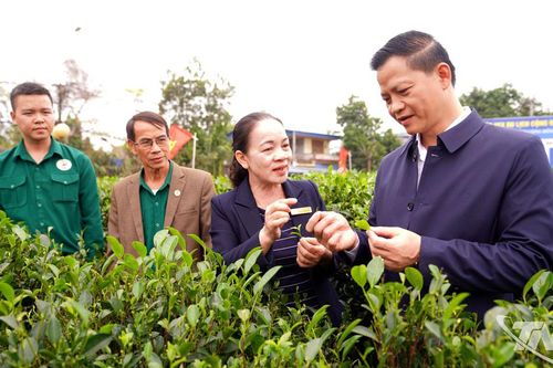 Đồng chí Chủ tịch UBND tỉnh thăm Hợp tác xã chè Hảo Đạt