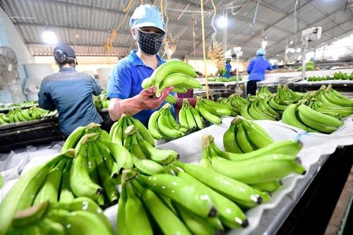 Chuẩn hóa sản xuất để quả chuối Việt Nam nâng tầm xuất khẩu