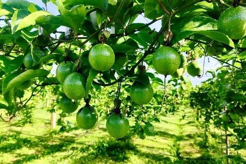 Đã đến lúc tái cấu trúc toàn diện ngành hàng chanh leo