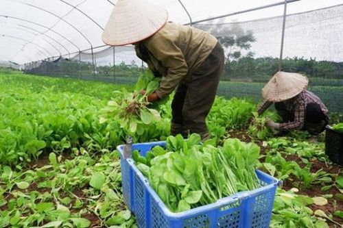 Tạo chuyển biến rõ rệt trong nhận thức và hành động về an toàn thực phẩm