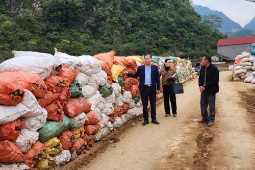 Khảo sát, nắm bắt hoạt động thu mua, quản lý giá dong riềng tại một số hợp tác xã trọng điểm
