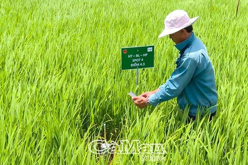 Hợp tác xã kiểu mới - Nền tảng của kinh tế nông thôn kiểu mẫu