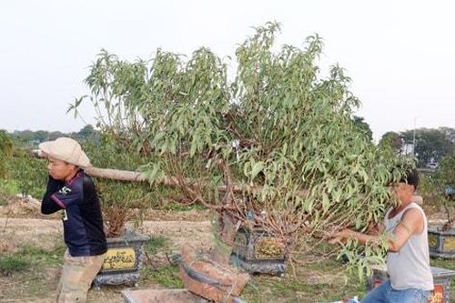 Hà Nội: Vườn đào, cúc, thược dược tất bật cho vụ Tết