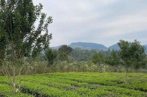 Hiệu quả từ những mô hình nông - lâm kết hợp