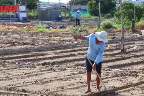 Khánh Hòa tái thiết sản xuất nông nghiệp phục vụ dịp Tết