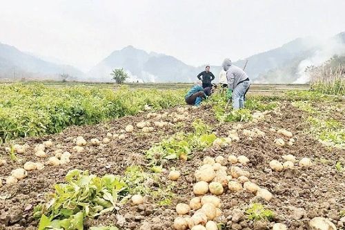 Giảm nghèo nhanh và bền vững tại các địa phương khi các mô hình giảm nghèo phát huy hiệu quả