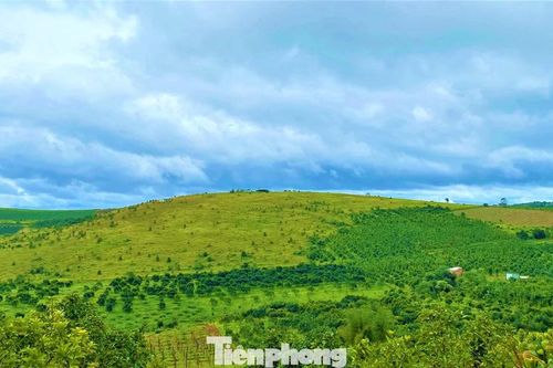 Doanh nghiệp 'xẻ thịt' dự án, chuyển nhượng trái phép 166,8 ha đất cao su
