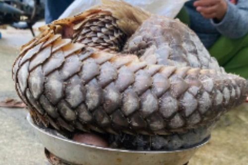 Tê tê quý hiếm dài gần 1 mét bò vào khu dân cư ở Đà Nẵng