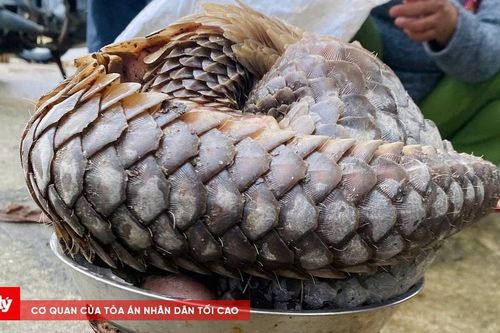 Thả cá thể tê tê quý hiếm về rừng