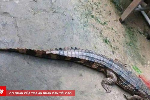 Diễn biến mới vụ cá sấu cắn người ở Tây Ninh
