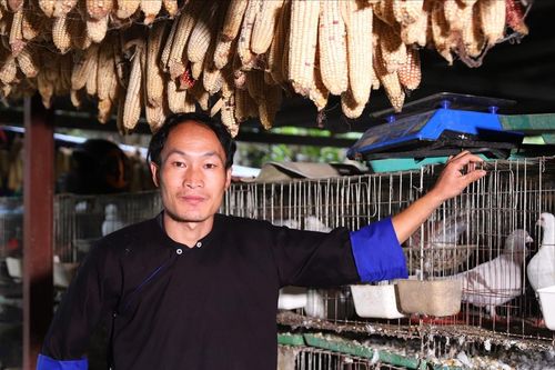 Từ nương ngô đến kinh tế số: Chàng trai người Mông làm giàu từ nuôi bồ câu