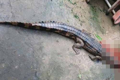 Vụ cá sấu sổng chuồng cắn chân thầy giáo: Người nuôi bị phạt hơn 300 triệu đồng