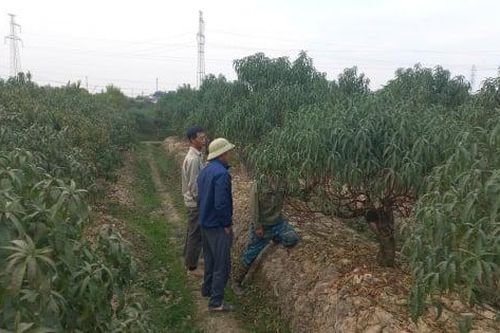 Vùng trồng đào Hải Phòng hồi hả vào vụ cuối năm