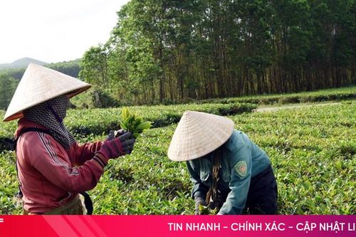 Khi cây chè là 'chìa khóa' thoát nghèo của người dân Kỳ Văn