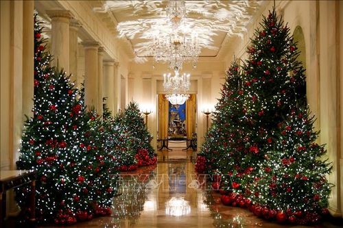 Người Mỹ chuộng cây thông Noel nhân tạo dù giá tăng và phụ thuộc vào hàng nhập khẩu