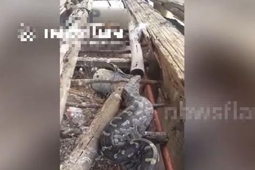 Bước chân ra vườn, người dân bỗng thấy cảnh tượng 'nổi da gà'