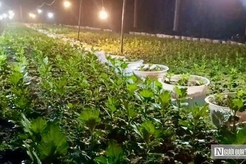 Nông dân làng hoa lớn nhất xứ Nghệ hối hả vào vụ Tết