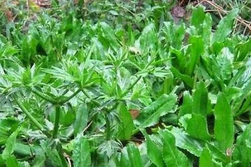 Rau rẻ bèo 'quét sạch mỡ máu', từ lá đến rễ đều là thuốc quý