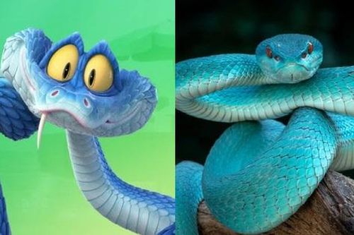 Nhiều người đổ xô đi tìm mua rắn độc sau 'cơn sốt' Zootopia 2