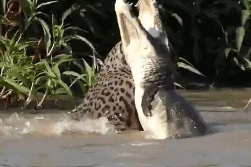 Báo đốm lao xuống nước hạ sát cá sấu Caiman trong tích tắc