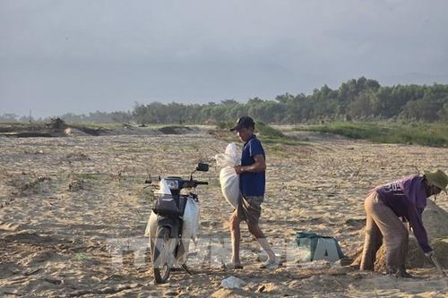 Đà Nẵng: Cát phủ ruộng đồng, nông dân 'chờ' giữa mùa vụ