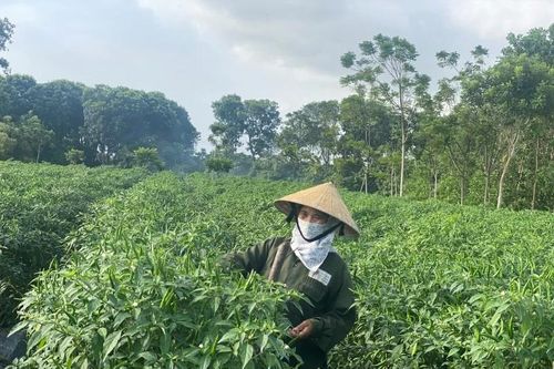 Vụ đông năm 2025-2026: Nhiều khởi sắc và thử thách (Bài 2): Giá nông sản tăng chóng mặt và sức ép quản lý các chuỗi cung ứng