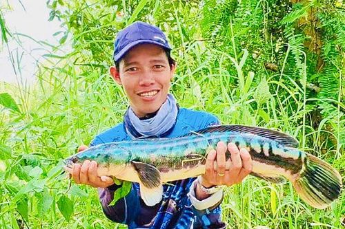 'Săn' cá lóc khủng
